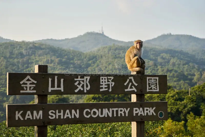 Hong Kong Kam Shan Heritage Half-Day Tour – 樂山Funpeak